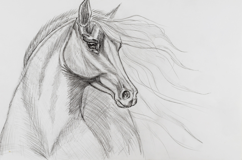 Pencil Drawing of a Horse on White Paper.